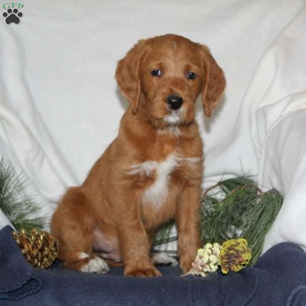 Rudy, Labrador Mix Puppy